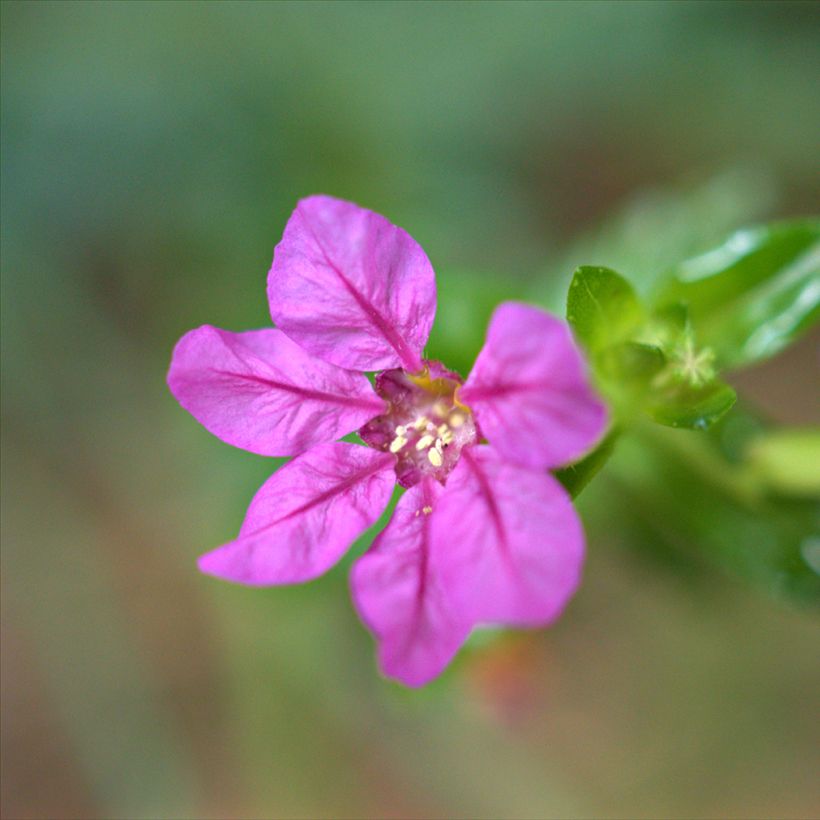Cuphea hyssopifolia Purple (Floração)