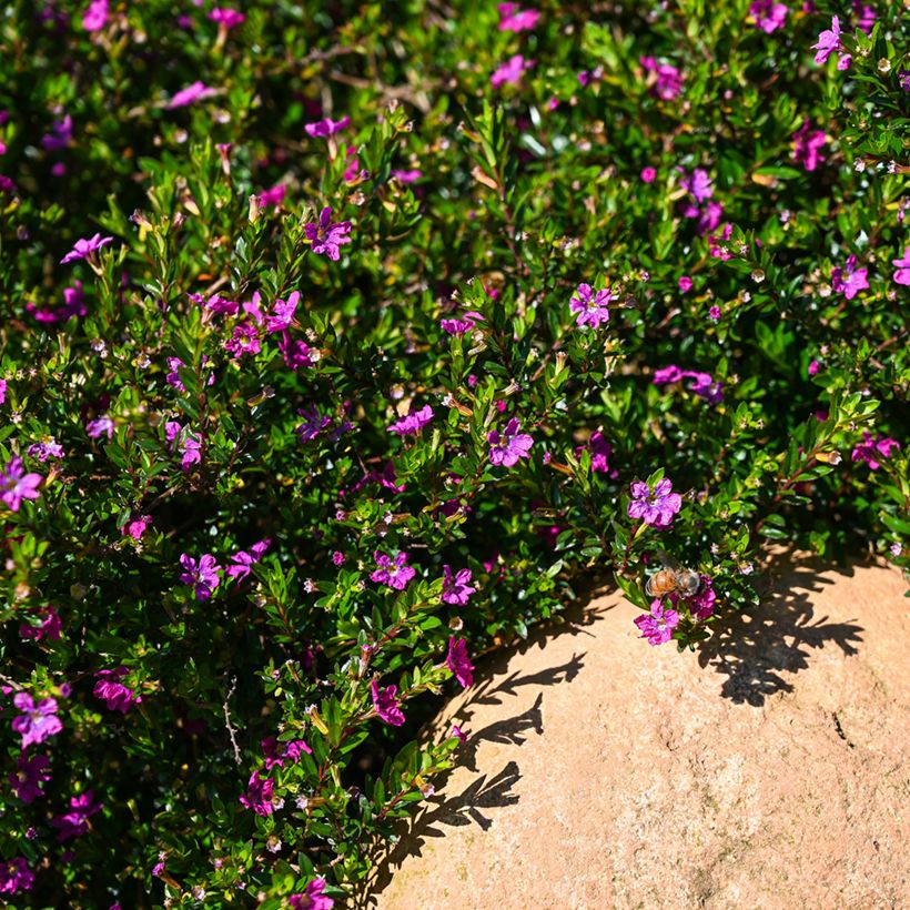 Cuphea hyssopifolia Purple (Hábito)