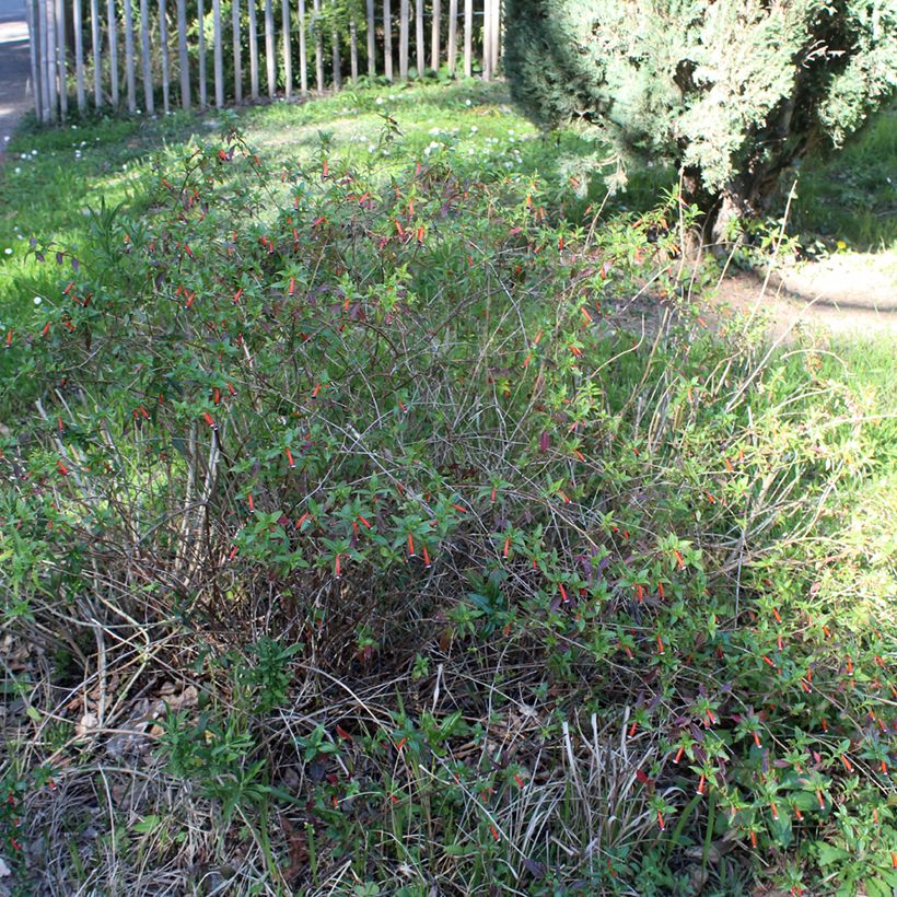 Cuphea ignea Scarlet (Hábito)