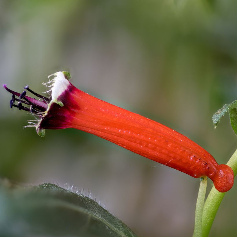 Cuphea ignea Scarlet (Floração)