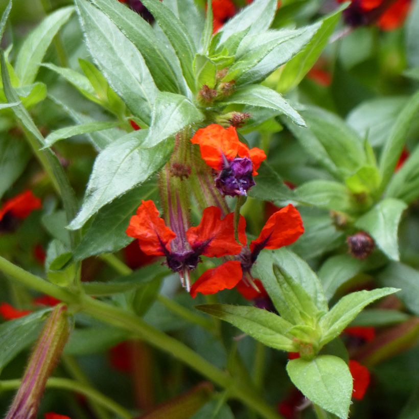Cuphea llavea Torpedo (Floração)