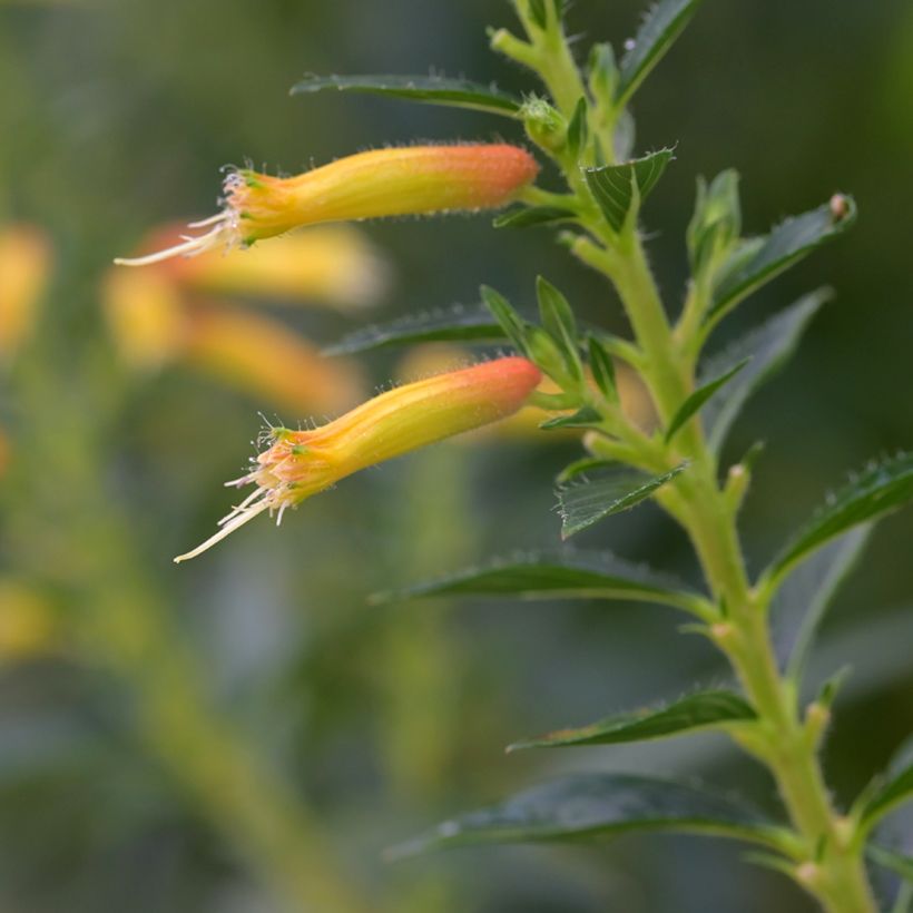 Cuphea micropetala (Floração)
