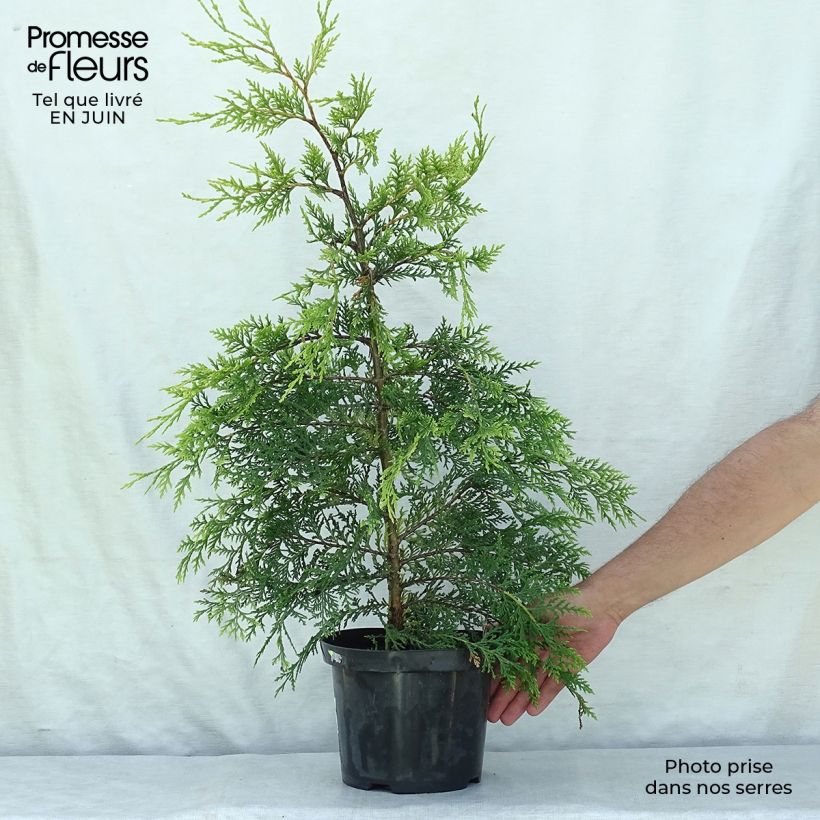 Amostra de Cupressocyparis leylandii Castlewellan Gold Vaso de 3 L/4 L tal como entregue no verão