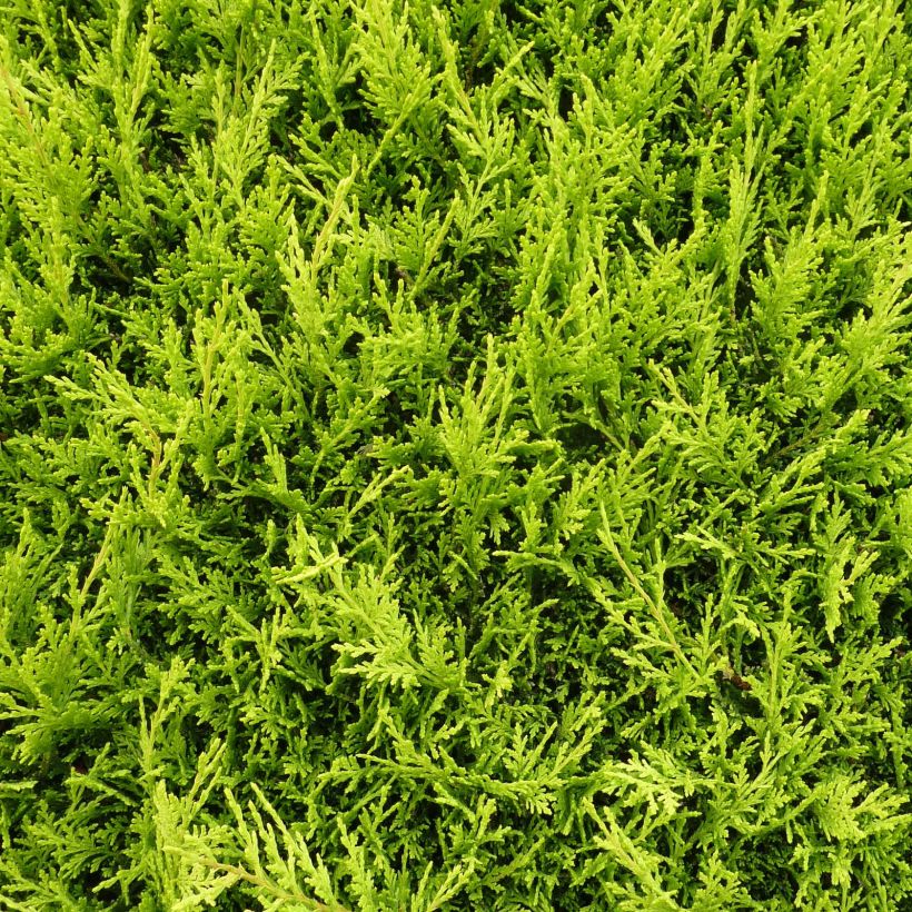 Cupressocyparis leylandii Castlewellan Gold (Folhagem)