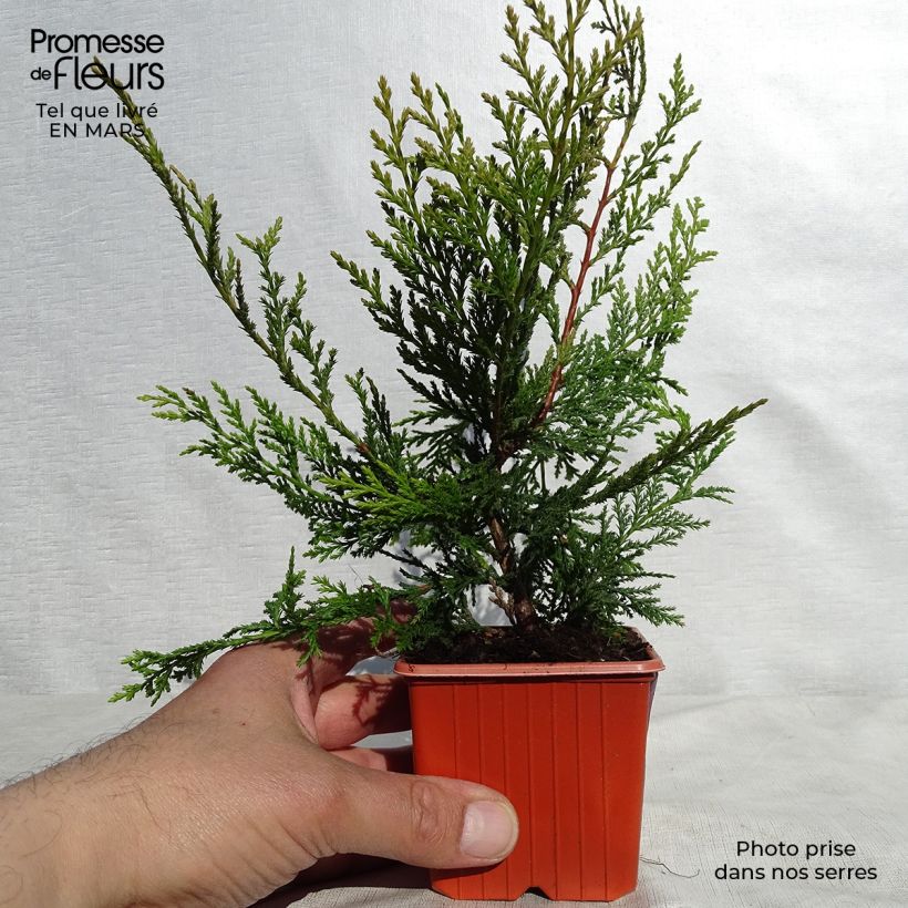 Amostra de Cupressocyparis leylandii Castlewellan Gold Vaso de 8/9 cm tal como entregue na primavera