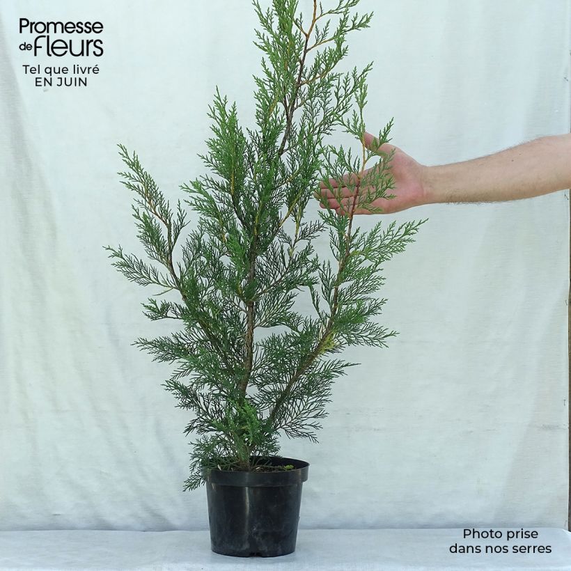 Amostra de Cupressocyparis leylandii 2001 Vaso de 2 L/3 L tal como entregue no verão