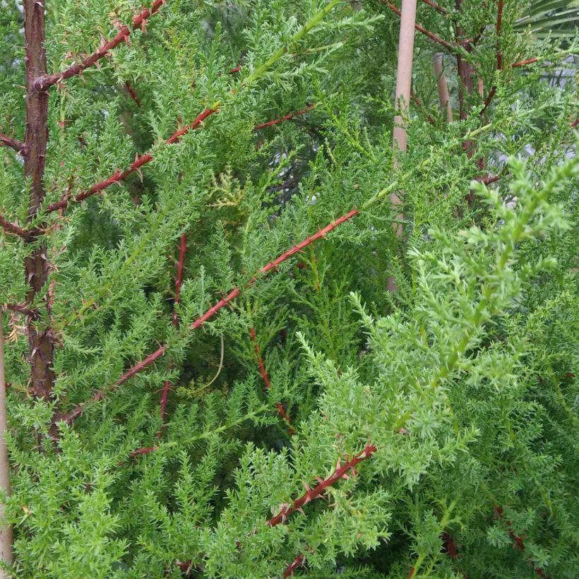 Cupressus macrocarpa (Folhagem)