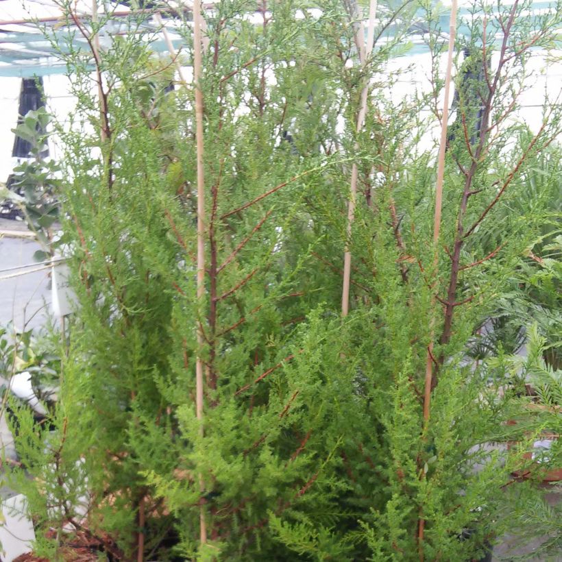 Cupressus macrocarpa (Hábito)