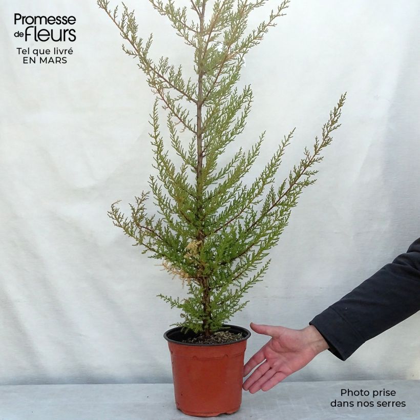 Amostra de Cupressus macrocarpa Vaso de 2 L/3 L tal como entregue na primavera