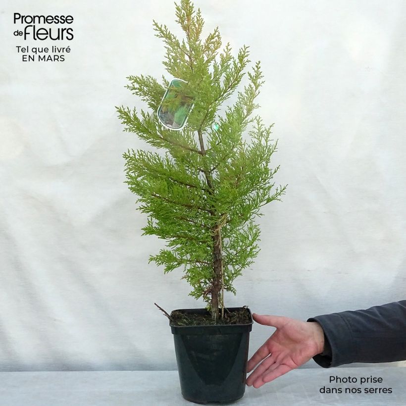 Amostra de Cupressus macrocarpa Goldcrest Vaso de 4 L/5 L tal como entregue na primavera
