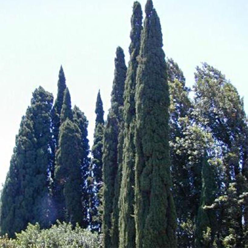 Cupressus sempervirens Pyramidalis (Hábito)