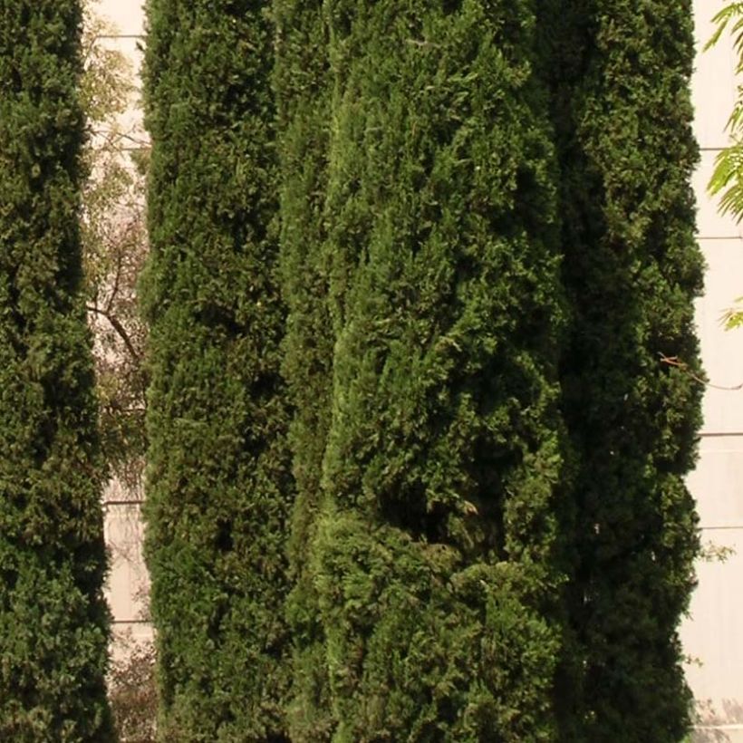 Cupressus sempervirens var. stricta (Folhagem)