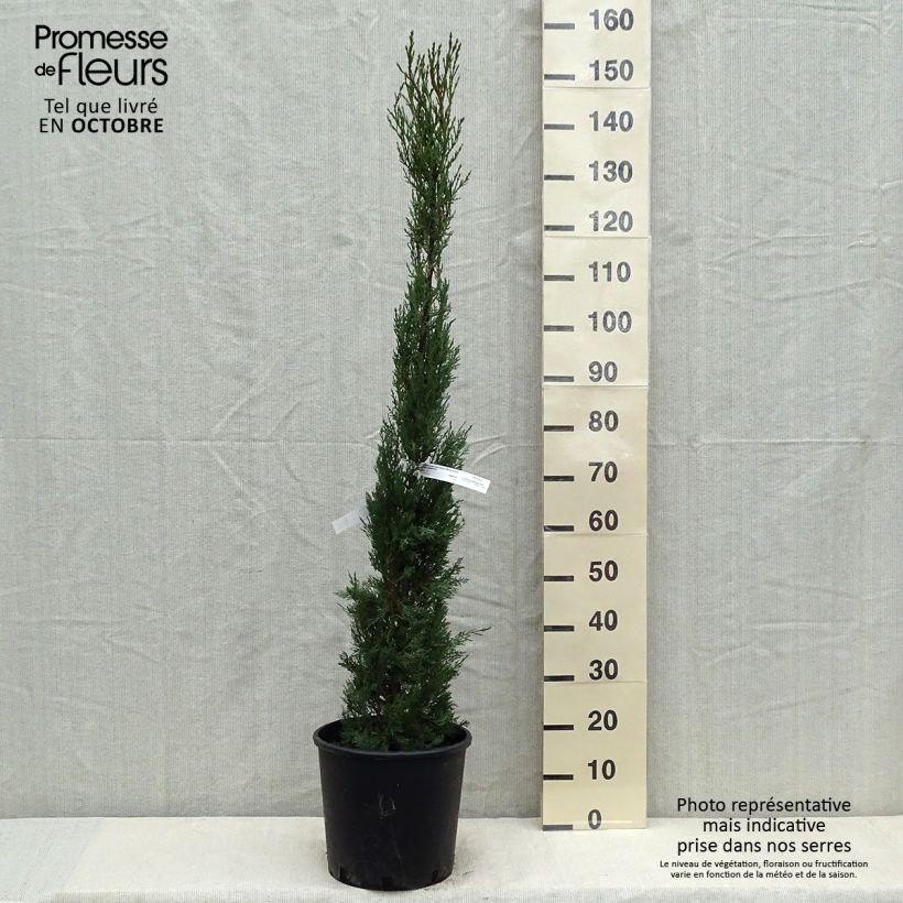 Amostra de Cupressus sempervirens var. stricta Vaso de 7,5 L/10 L tal como entregue no outono