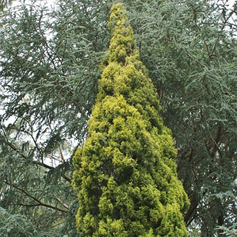 Cupressus sempervirens Swane's Golden (Hábito)