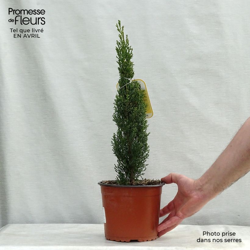 Amostra de Cupressus sempervirens var. stricta Totem Vaso de 2 L/3 L tal como entregue na primavera