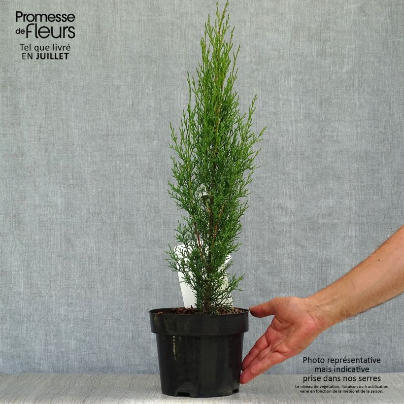 Amostra de Cupressus sempervirens var. stricta Totem Vaso de 2 L/3 L tal como entregue no verão