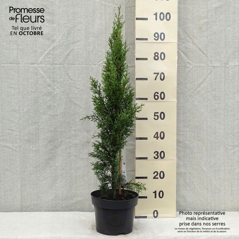 Amostra de Cupressus sempervirens var. stricta Totem Vaso de 4 L/5 L tal como entregue no outono