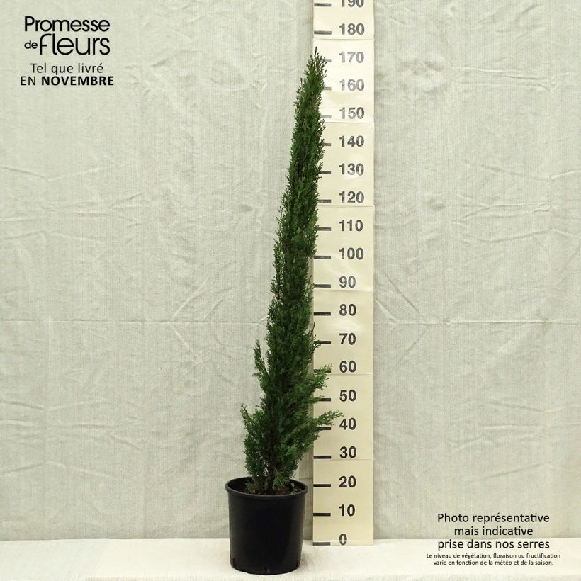 Amostra de Cupressus sempervirens var. stricta Totem Vaso de 7,5 L/10 L tal como entregue no outono