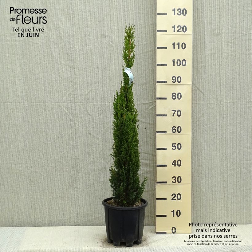 Amostra de Cupressus sempervirens var. stricta Totem Vaso de 7,5 L/10 L tal como entregue na primavera