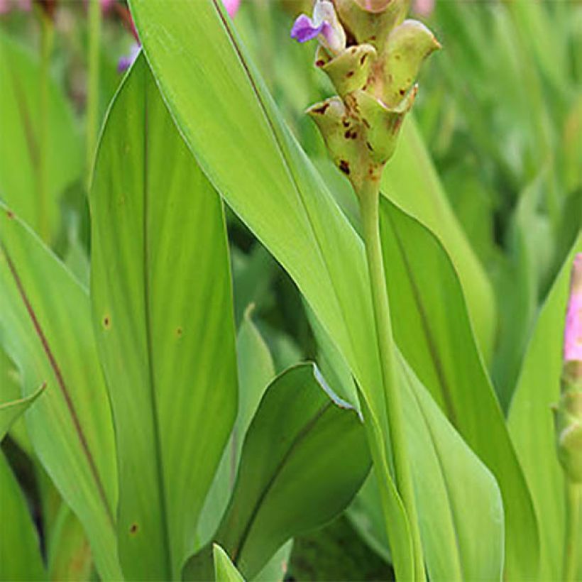 Curcuma alismatifolia Pink (Folhagem)