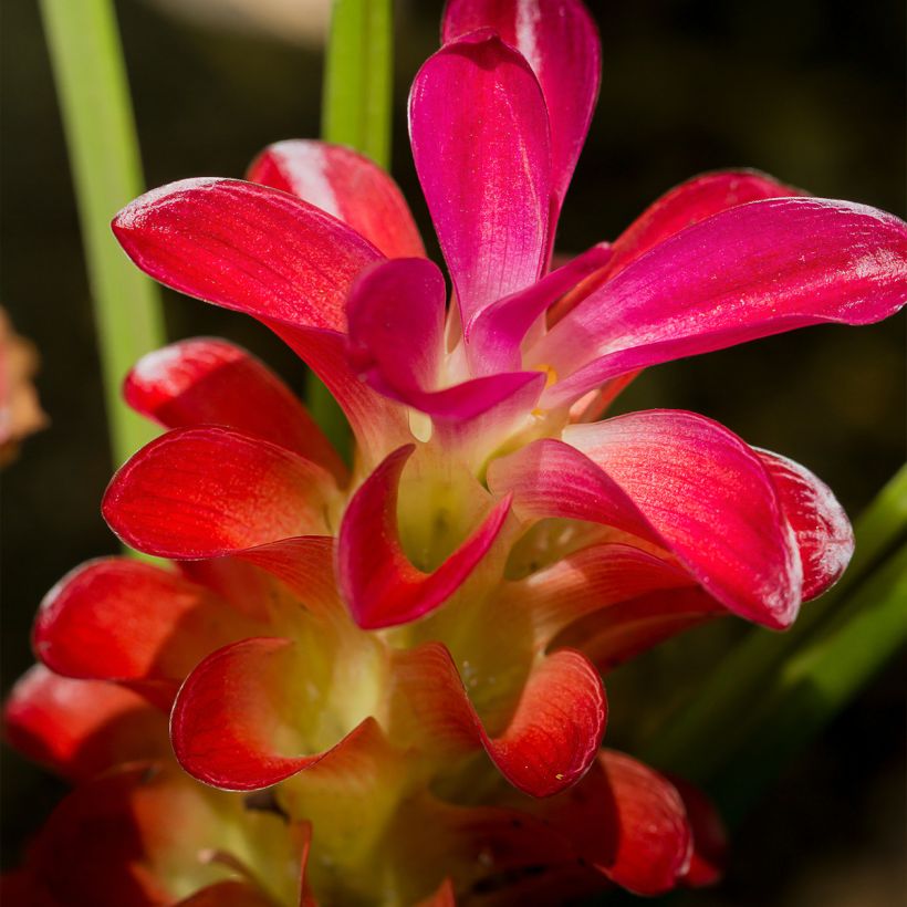 Curcuma alismatifolia Vermelho (Floração)