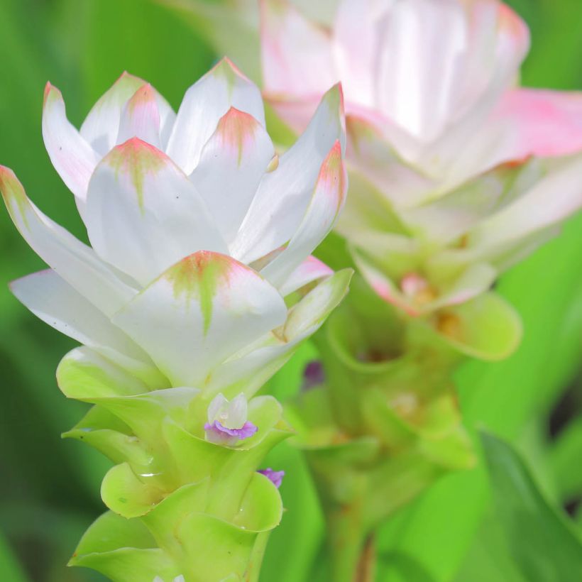Curcuma alismatifolia White (Floração)