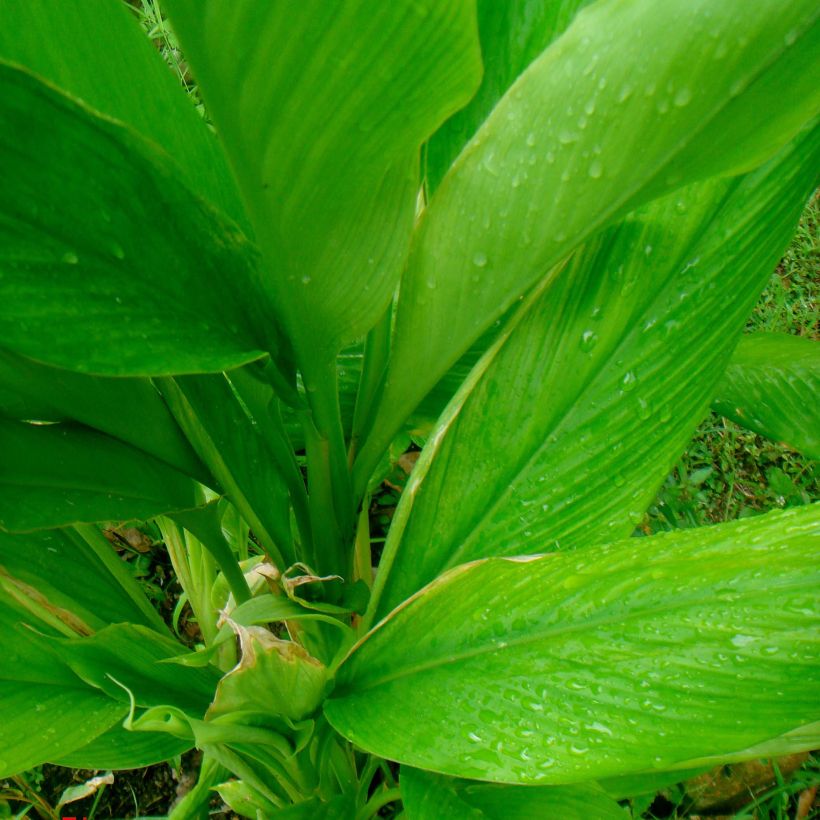 Curcuma longa (Folhagem)