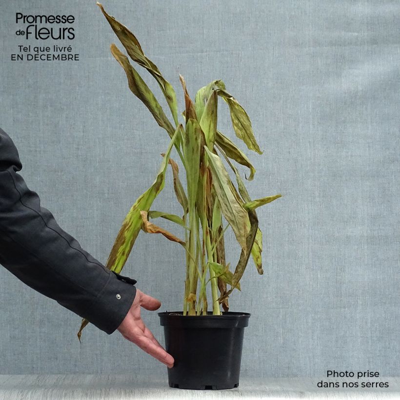 Amostra de Curcuma longa Vaso de 2 L/3 L tal como entregue no inverno