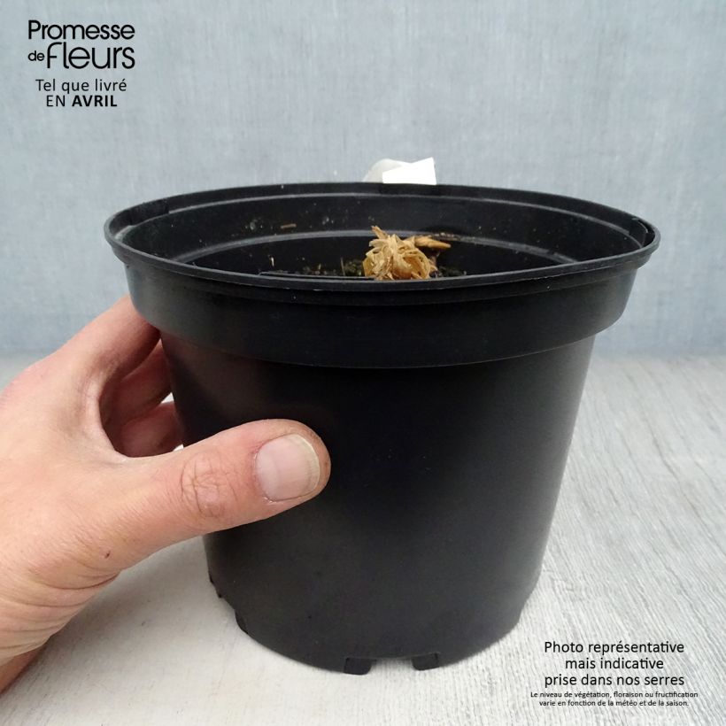 Amostra de Curcuma longa Vaso de 2 L/3 L tal como entregue na primavera