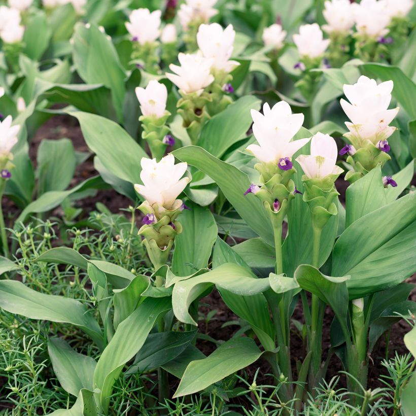 Curcuma alismatifolia White (Hábito)