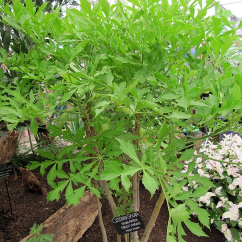 Cussonia spicata (Hábito)