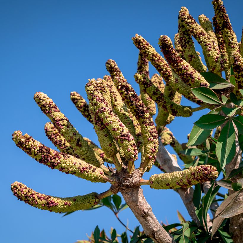 Cussonia spicata (Colheita)