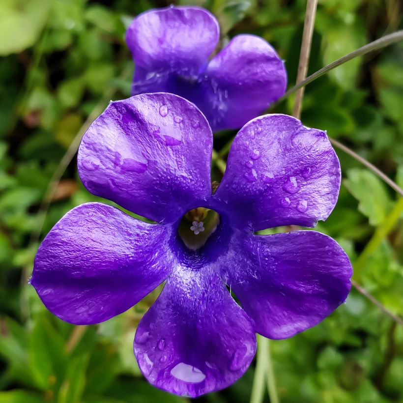 Cyananthus lobatus Giant Form (Floração)