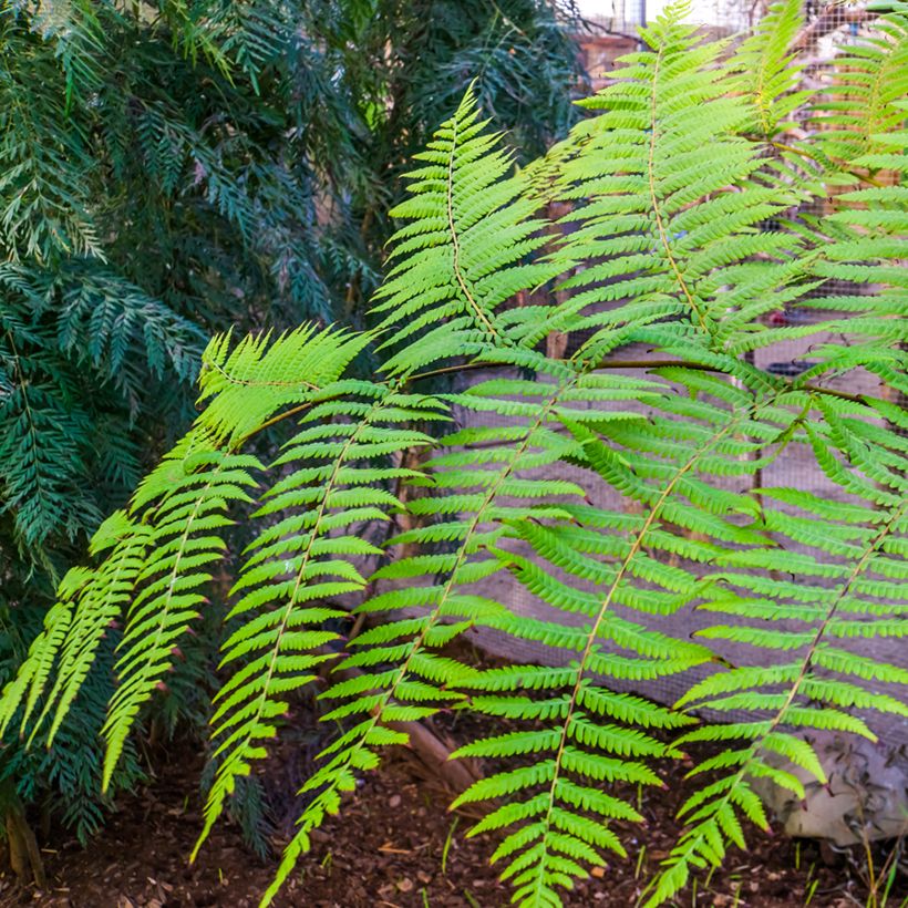 Cyathea australis (Folhagem)