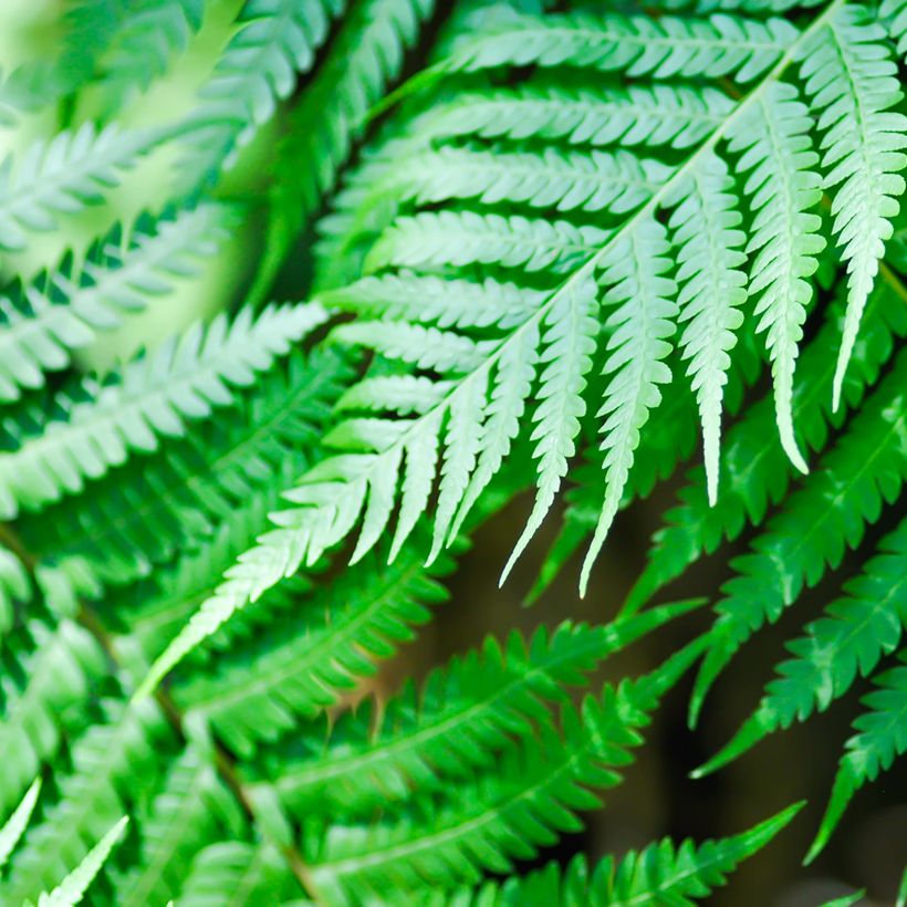 Cyathea brownii (Folhagem)