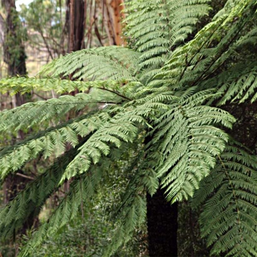 Cyathea cooperi (Hábito)