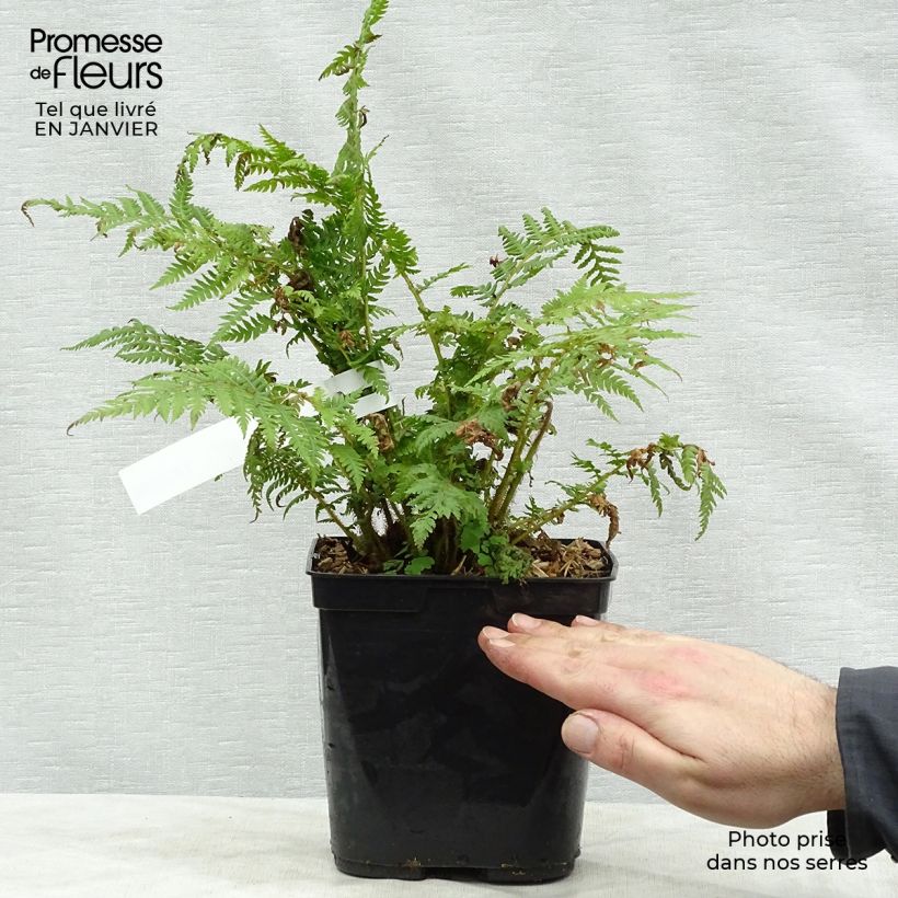 Amostra de Cyathea cooperi - Fougère arborescente Vaso de 2 L/3 L tal como entregue no inverno