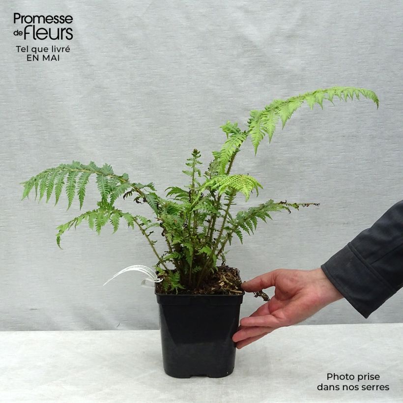 Amostra de Cyathea cooperi Vaso de 2 L/3 L tal como entregue na primavera