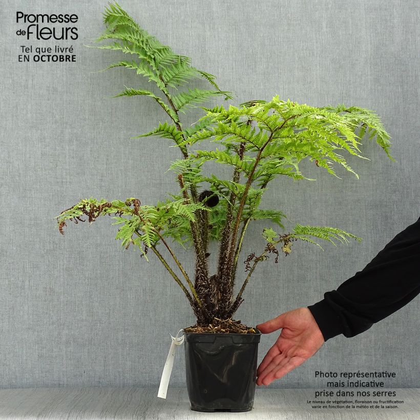 Amostra de Cyathea cooperi Vaso de 2 L/3 L tal como entregue no outono