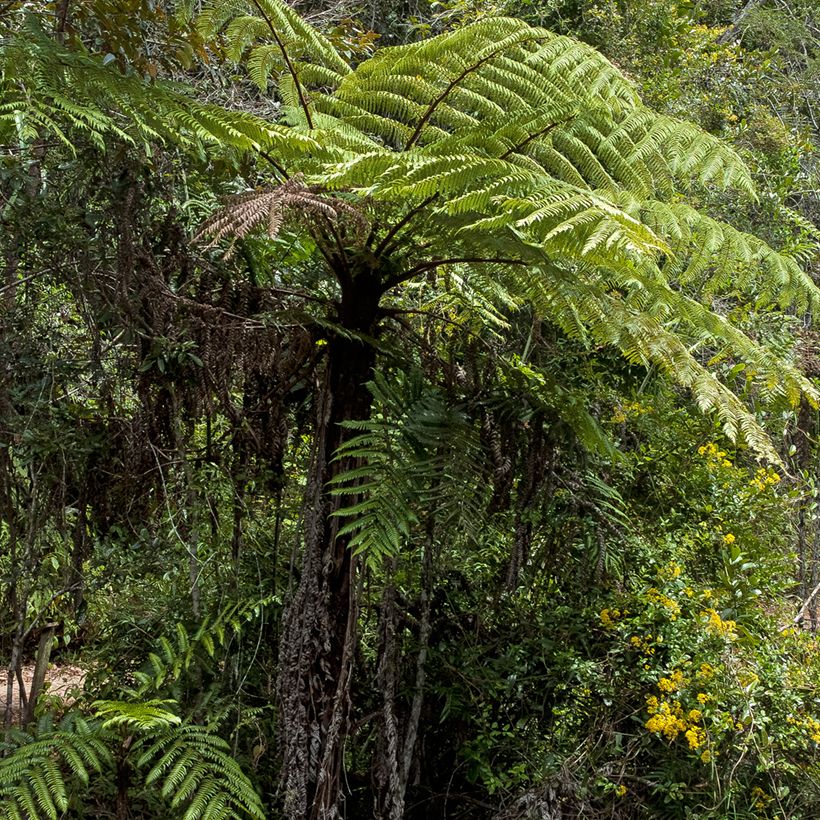 Cyathea lunulata (Hábito)