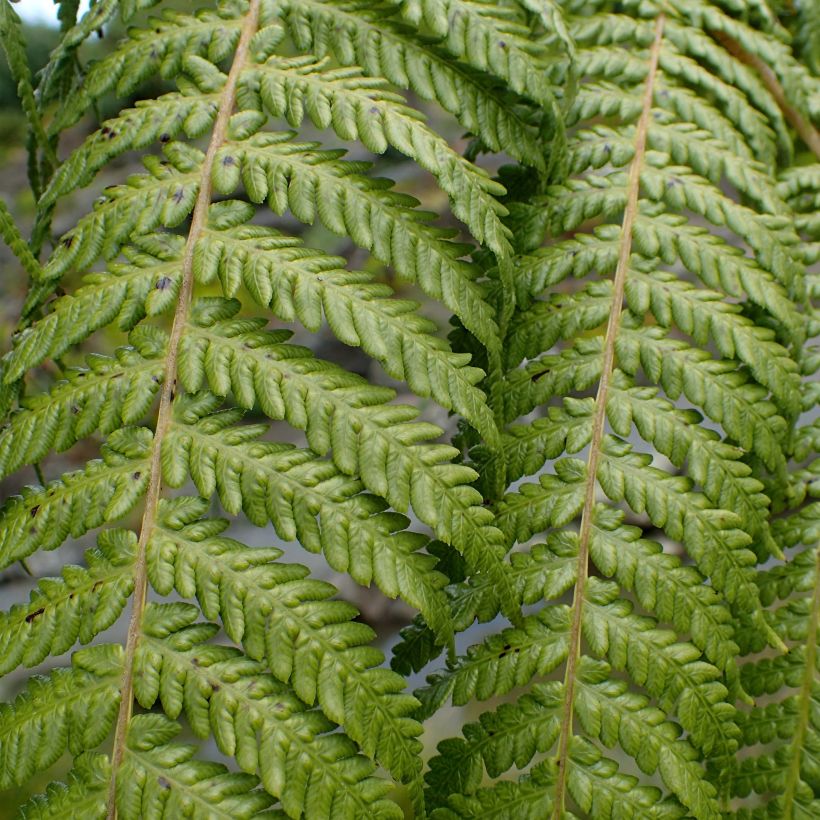 Cyathea medullaris (Folhagem)