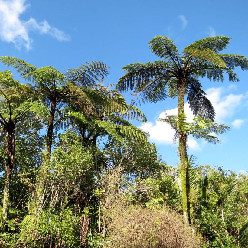 Cyathea medullaris (Hábito)