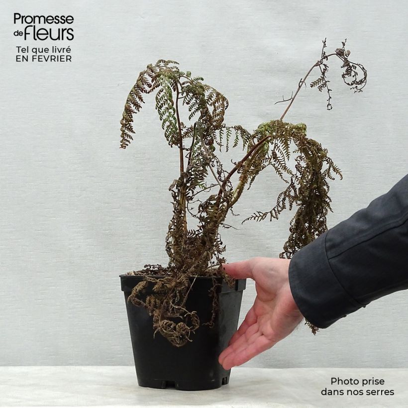 Amostra de Cyathea medullaris - Fougère arborescente Vaso de 2 L/3 L tal como entregue no inverno