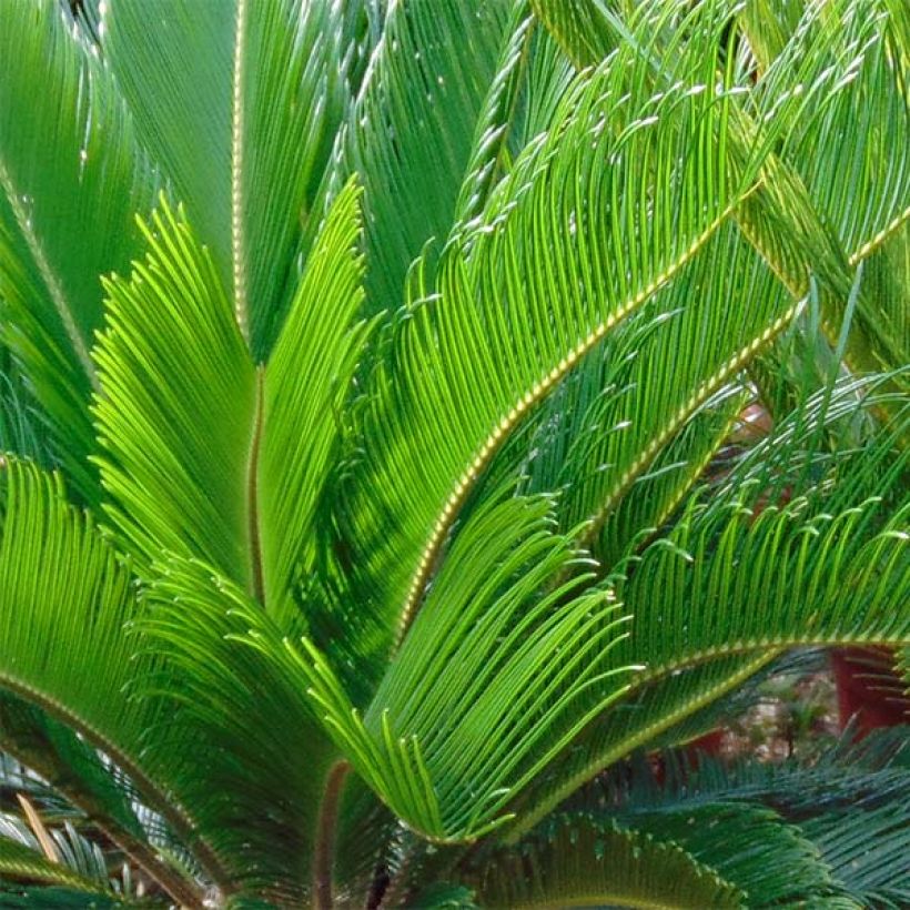 Cycas revoluta (Folhagem)