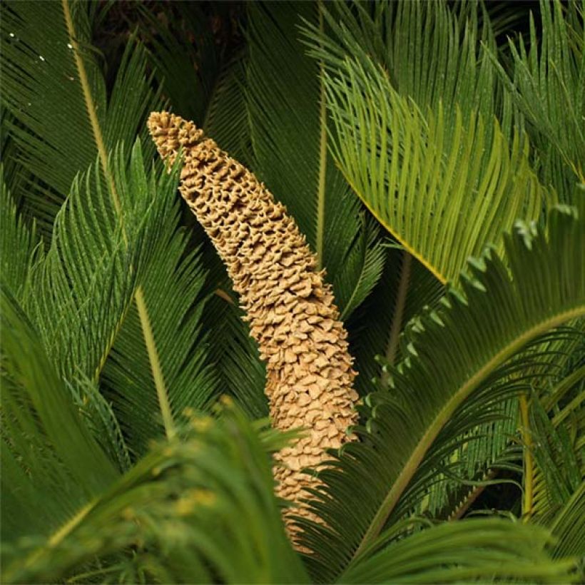 Cycas revoluta (Floração)
