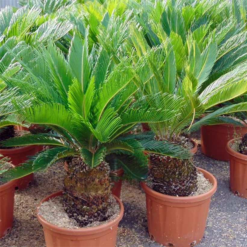 Cycas revoluta (Hábito)