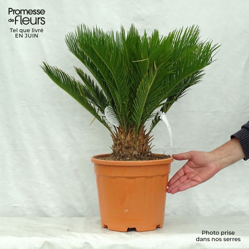 Amostra de Cycas revoluta Vaso de 4 L/5 L tal como entregue no verão