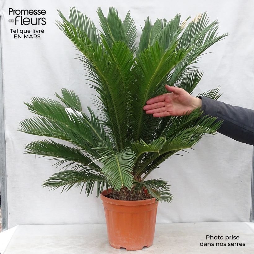 Amostra de Cycas revoluta Vaso de 4 L/5 L tal como entregue na primavera