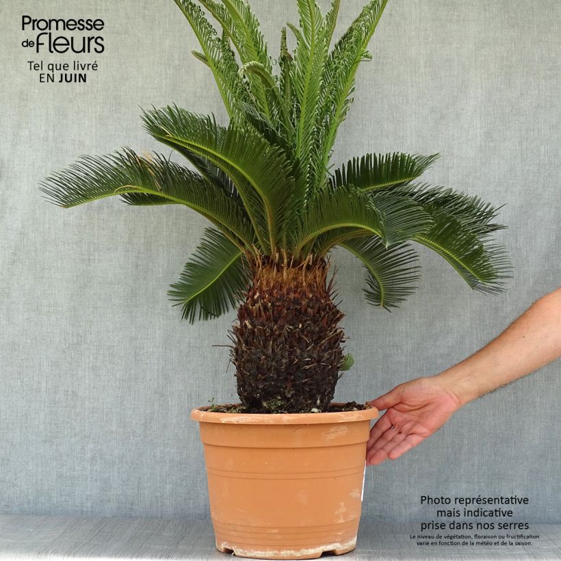 Amostra de Cycas revoluta Vaso de 7,5 L/10 L tal como entregue no verão