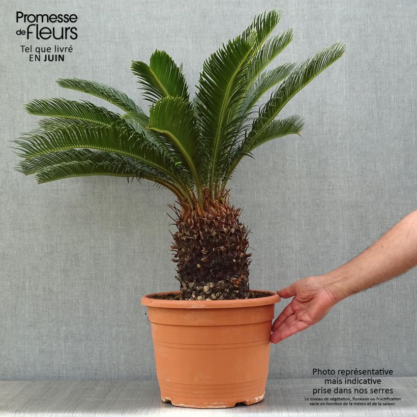 Amostra de Cycas revoluta Vaso de 7,5 L/10 L tal como entregue na primavera